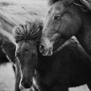 Black and white fine art photography print of Icelandic horses by Janine Ulbrich - mare and foal detail