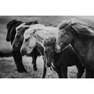 Black and white fine art photography print of Icelandic horses by Janine Ulbrich