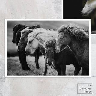 Black and white fine art photography print of Icelandic horses by Janine Ulbrich - paper print mockup