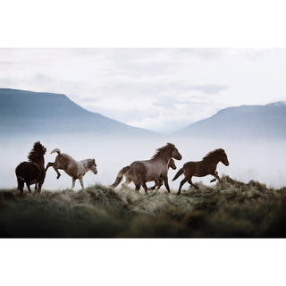 Fine art equine photography print of Icelandic horses by Janine Ulbrich