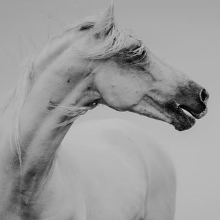 Black and white photo of a horse calling for his friend by Janine Ulbrich - horse head detail