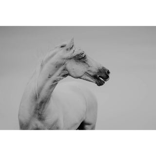 Black and white photo of a horse calling for his friend by Janine Ulbrich