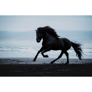 Fine art photography print of an Icelandic horse on a black sand beach by Janine Ulbrich