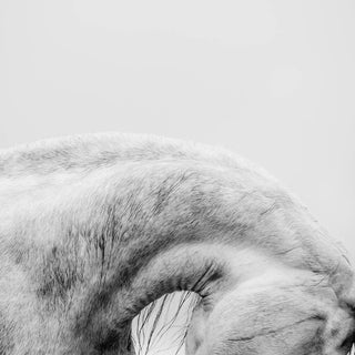 Black and white fine art photography of a gray horse's arched neck by Janine Ulbrich - horse neck detail