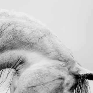 Black and white fine art photography of a gray horse's arched neck by Janine Ulbrich - ear and poll detail
