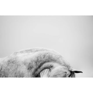 Black and white fine art photography of a gray horse's arched neck by Janine Ulbrich
