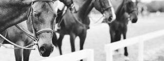 black and white fine art photo of horses lined up outside the arena at a horse show