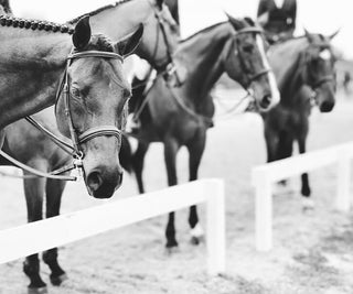 black and white fine art photo of horses lined up outside the arena at a horse show - mobile