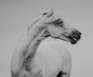Black and white fine art photo of a white horse by Janine Ulbrich
