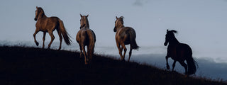equine fine art photography of 4 horses at dusk by Lara Baeriswyl